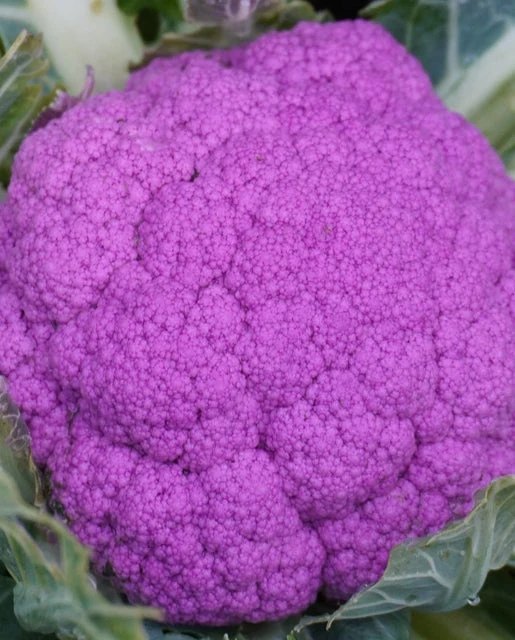 Purple Moon F1 Cauliflower