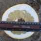 Nine Pounder Lemon Budwood citrus plant material online shopping