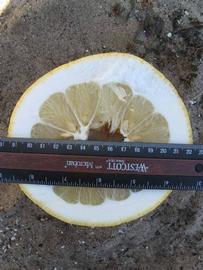 Nine Pounder Lemon Budwood citrus plant material online shopping