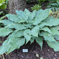 Silver Wedding Hosta Plants online shopping