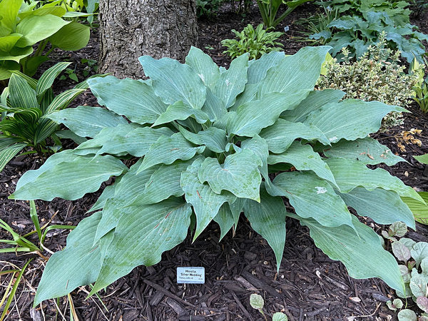 Silver Wedding Hosta Plants online shopping