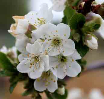 Surefire Sour Cherry