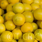 Palestine Sweet Lime Budwood citrus plant material online shopping