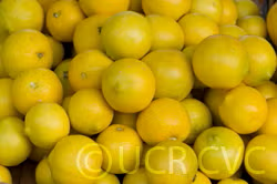 Palestine Sweet Lime Budwood citrus plant material online shopping