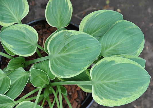Introvert Hosta Plants online shopping