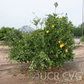 Iyo San Ponkan Mandarin Budwood citrus plant material online shopping