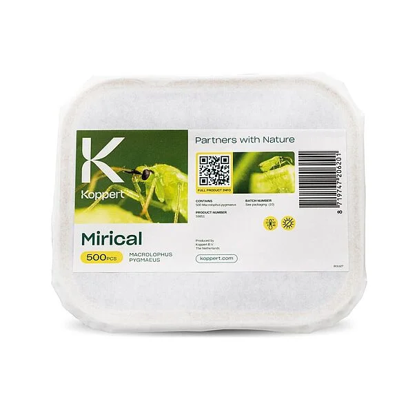 Mirical Predatory Bug