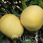 Hirado Buntan Pummelo Budwood citrus plant material online shopping