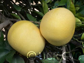 Hirado Buntan Pummelo Budwood citrus plant material online shopping
