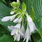 Zeppelin Hosta Plants online shopping