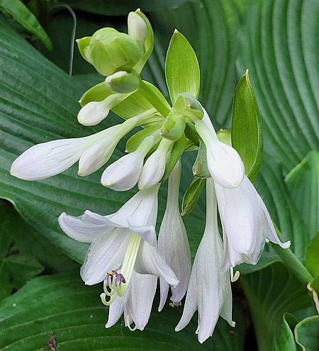 Zeppelin Hosta Plants online shopping
