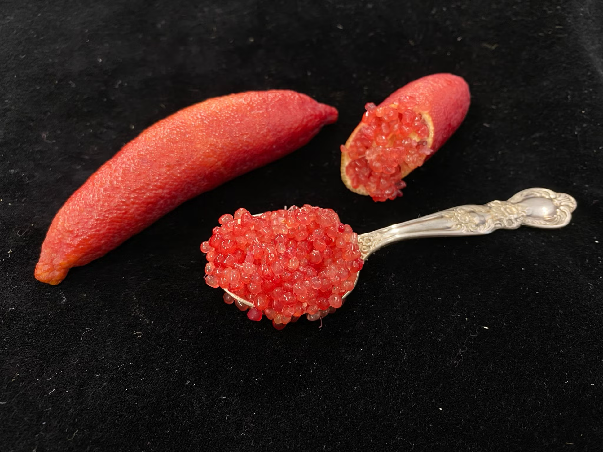 Maroon Gem Australian Finger Lime Budwood citrus plant material online shopping
