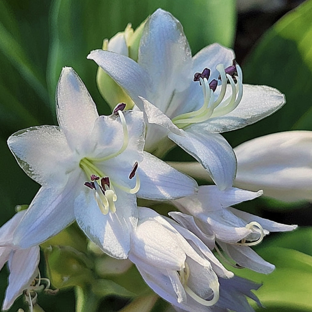 Pull Of The Moon Hosta Plants online shopping
