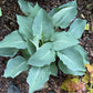 Rowan My Boat Hosta Plants online shopping