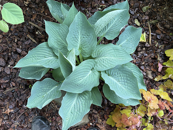 Rowan My Boat Hosta Plants online shopping