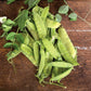 Mammoth Melting Sugar Snow Pea