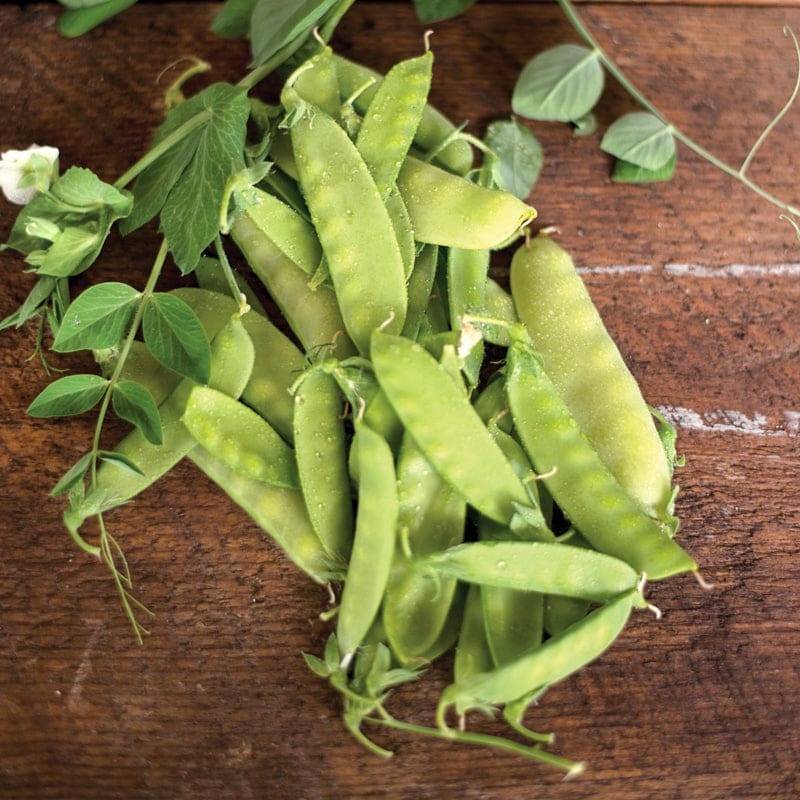 Mammoth Melting Sugar Snow Pea