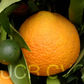 Pineapple Sweet Orange Budwood citrus plant material online shopping