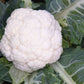 Synergy F1 Cauliflower
