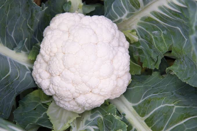 Synergy F1 Cauliflower