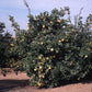 Citrumelo CRC 1452 Trifoliate Hybrid Budwood citrus plant material online shopping