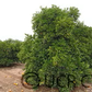 CRC 343 Grapefruit Seed citrus plant material online shopping