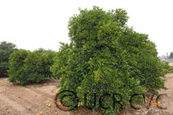 CRC 343 Grapefruit Seed citrus plant material online shopping