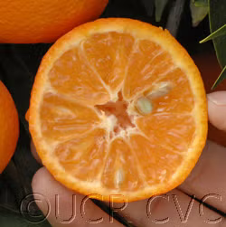 Nour Clementine Budwood citrus plant material online shopping