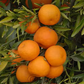 Corsica #1 Clementine Budwood citrus plant material online shopping