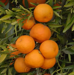 Corsica #1 Clementine Budwood citrus plant material online shopping