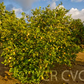 Lapithiotiki Lemon Budwood citrus plant material online shopping