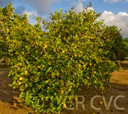 Lapithiotiki Lemon Budwood citrus plant material online shopping