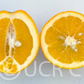Robertson Old Line Navel Orange Budwood citrus plant material online shopping
