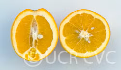 Robertson Old Line Navel Orange Budwood citrus plant material online shopping