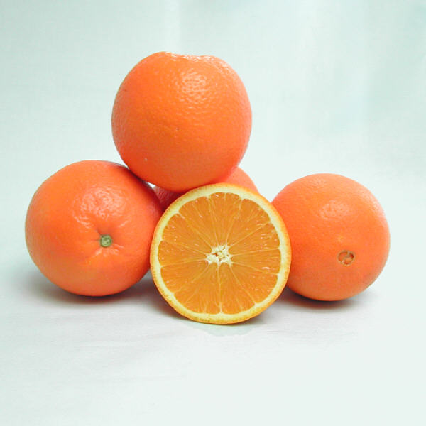 Rocky Hill Navel Orange Budwood citrus plant material online shopping