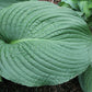 Lakeside Maverick Hosta Plants online shopping