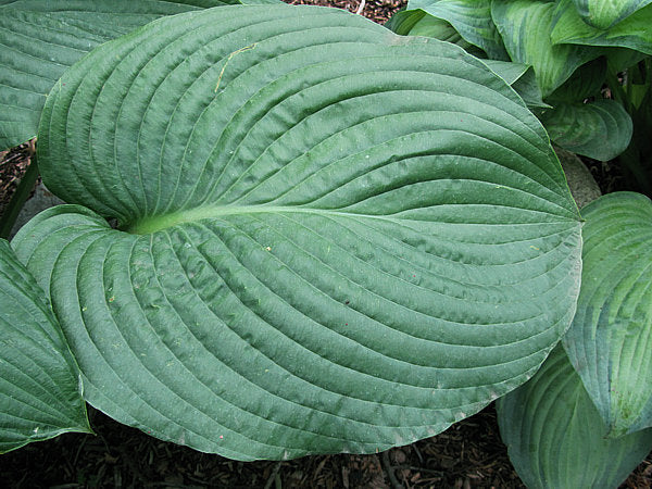 Lakeside Maverick Hosta Plants online shopping