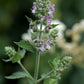 Catnip seeds online shopping