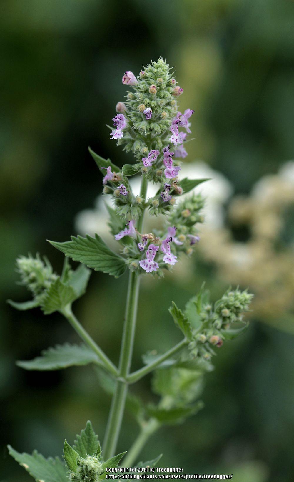 Catnip seeds online shopping