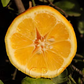 Volckamer Lemon Budwood citrus plant material online shopping