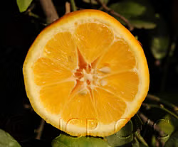 Volckamer Lemon Budwood citrus plant material online shopping