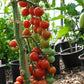 Gardener's Delight Cherry Tomato