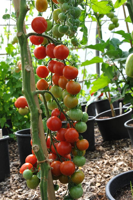Gardener's Delight Cherry Tomato