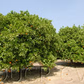Miho Wase Satsuma Mandarin Budwood citrus plant material online shopping