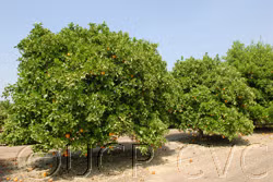 Miho Wase Satsuma Mandarin Budwood citrus plant material online shopping