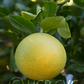 Sacaton Citrumelo Seed citrus plant material online shopping