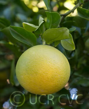 Sacaton Citrumelo Seed citrus plant material online shopping