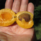 Capilano Sweet Freestone Apricot Self Fertile Hardy Tree Ripe Fruit
