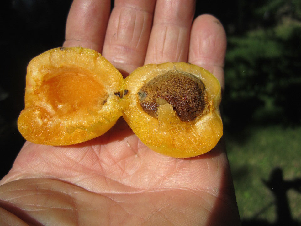 Capilano Sweet Freestone Apricot Self Fertile Hardy Tree Ripe Fruit