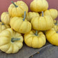 Sunshine F1 Pumpkin Seeds online shopping